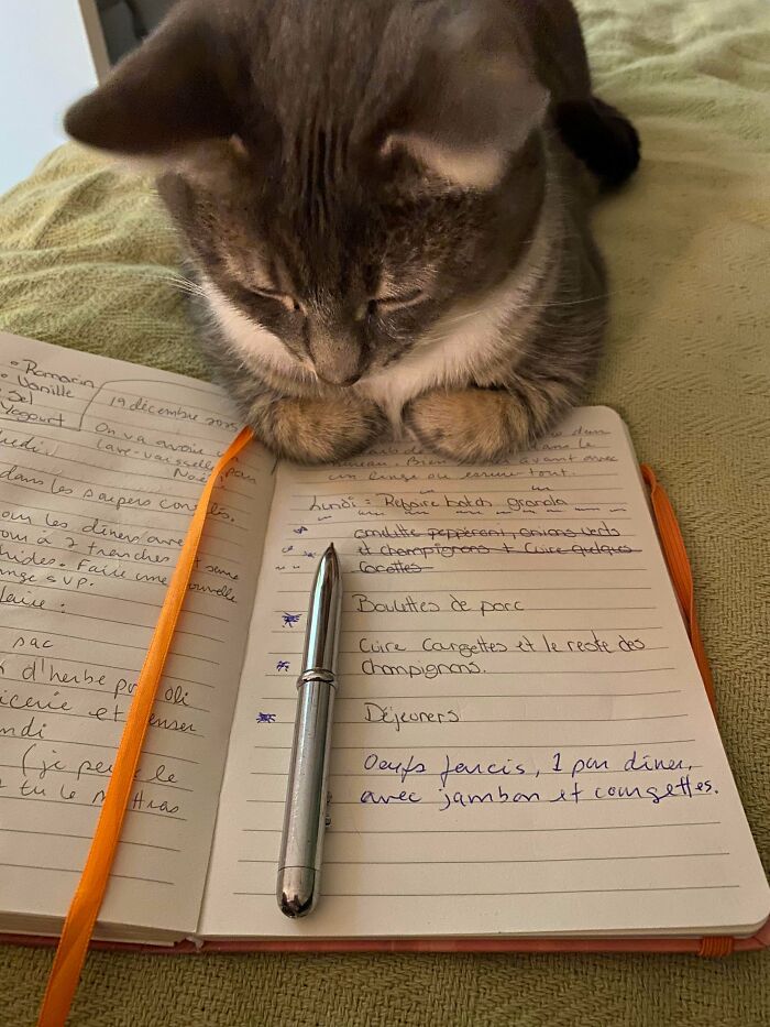 109 Feline Employees Who Deserve A Raise For Being This Cute (New Pics)