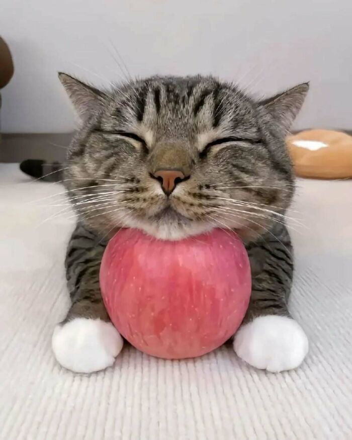 37 Funny And Adorable Cats And Dogs That Deserve Only The Best Snacks For Their Cuteness