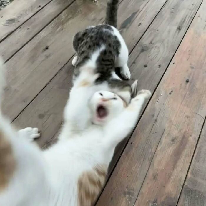 37 Funny And Adorable Cats And Dogs That Deserve Only The Best Snacks For Their Cuteness