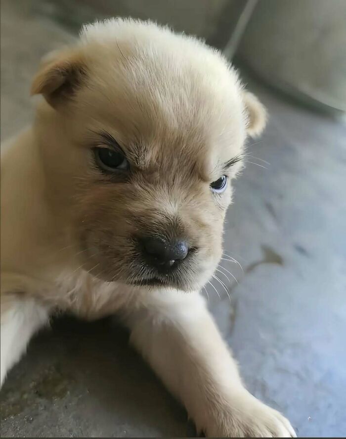 37 Funny And Adorable Cats And Dogs That Deserve Only The Best Snacks For Their Cuteness