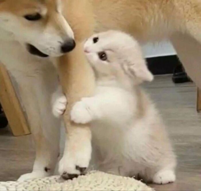 37 Funny And Adorable Cats And Dogs That Deserve Only The Best Snacks For Their Cuteness