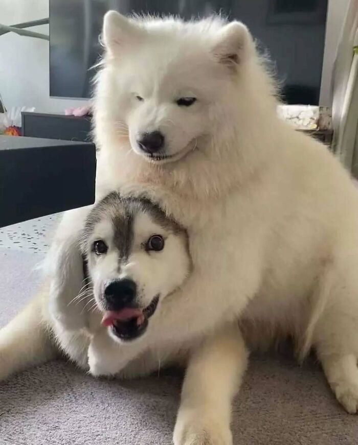 37 Funny And Adorable Cats And Dogs That Deserve Only The Best Snacks For Their Cuteness