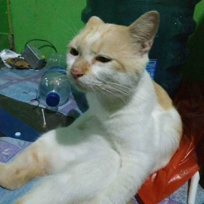 37 Funny And Adorable Cats And Dogs That Deserve Only The Best Snacks For Their Cuteness