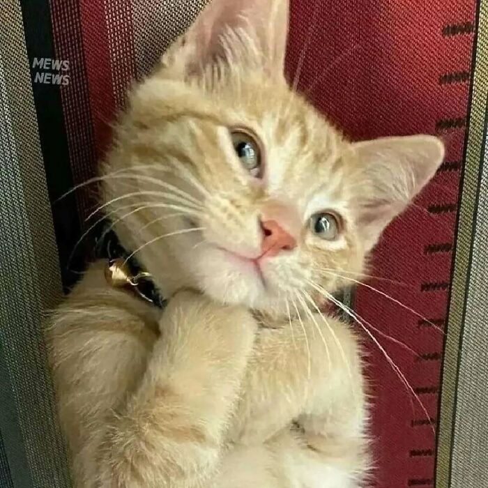 37 Funny And Adorable Cats And Dogs That Deserve Only The Best Snacks For Their Cuteness