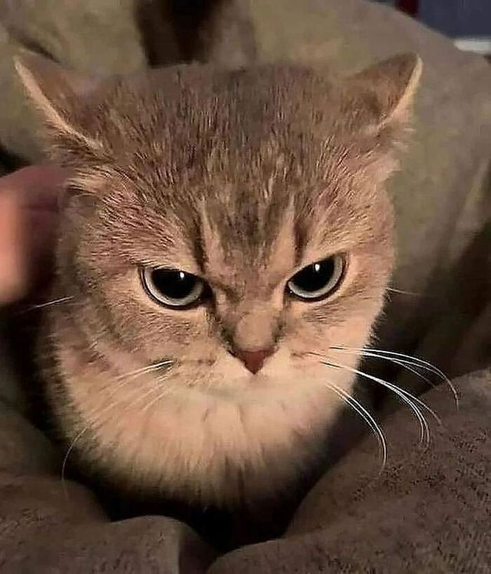 37 Funny And Adorable Cats And Dogs That Deserve Only The Best Snacks For Their Cuteness