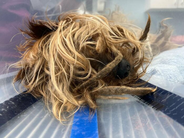 This Neglected Yorkie&rsquo;s Miraculous Makeover Reveals The Sweet Dog Hidden Under Years Of Mats