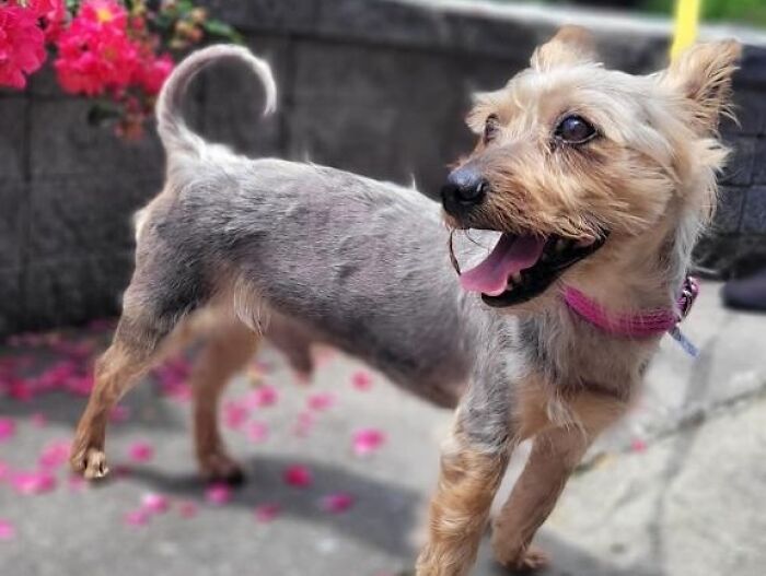 This Neglected Yorkie&rsquo;s Miraculous Makeover Reveals The Sweet Dog Hidden Under Years Of Mats