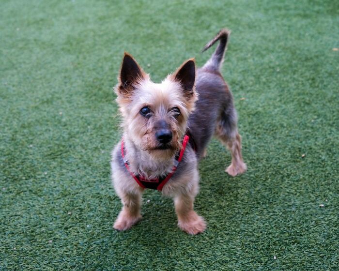 This Neglected Yorkie&rsquo;s Miraculous Makeover Reveals The Sweet Dog Hidden Under Years Of Mats