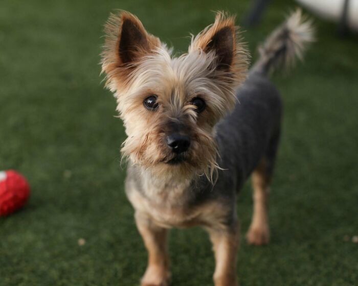 This Neglected Yorkie&rsquo;s Miraculous Makeover Reveals The Sweet Dog Hidden Under Years Of Mats