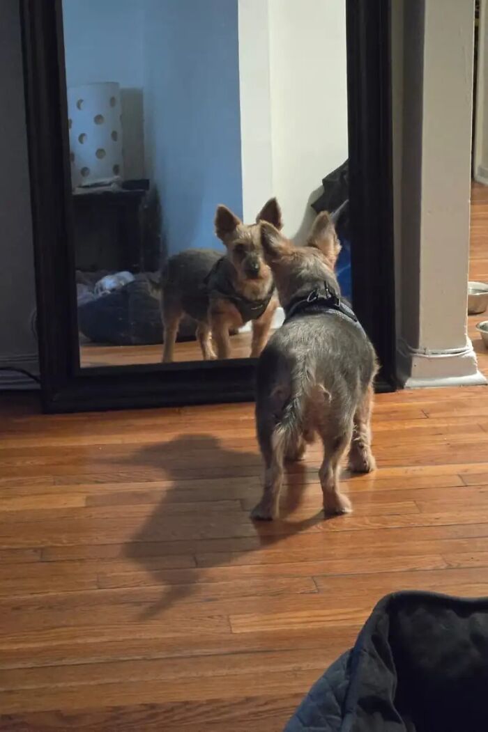 This Neglected Yorkie&rsquo;s Miraculous Makeover Reveals The Sweet Dog Hidden Under Years Of Mats