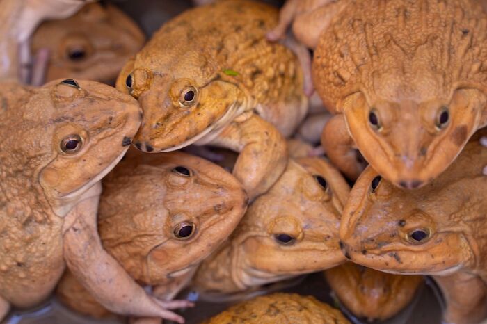 &ldquo;It Rained Frogs&rdquo;: 76 People Share True Events From Their Lives That Sound Completely Made Up