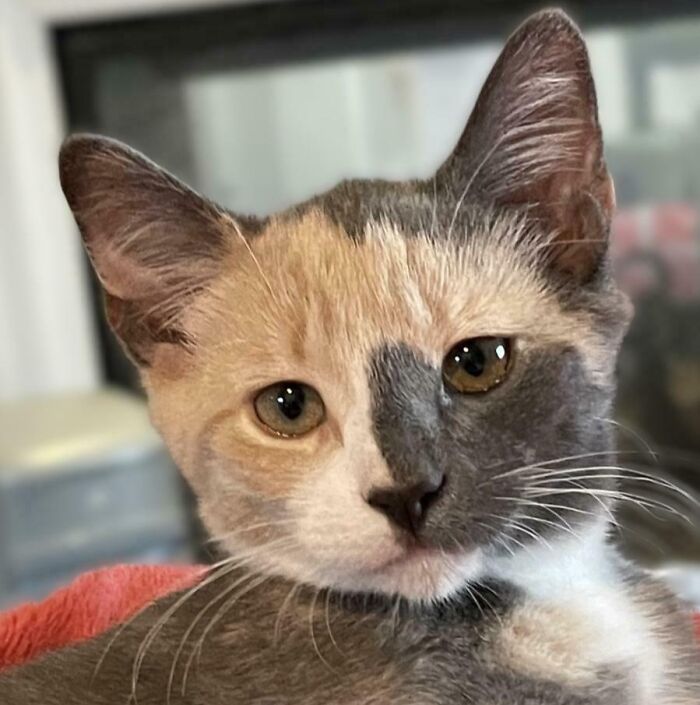 &ldquo;We&rsquo;re Cooked Chat&rdquo;: 85 Completely Unhinged But Also Amusing Pet Names