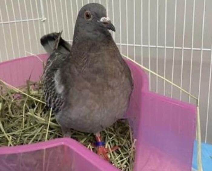 &ldquo;We&rsquo;re Cooked Chat&rdquo;: 85 Completely Unhinged But Also Amusing Pet Names