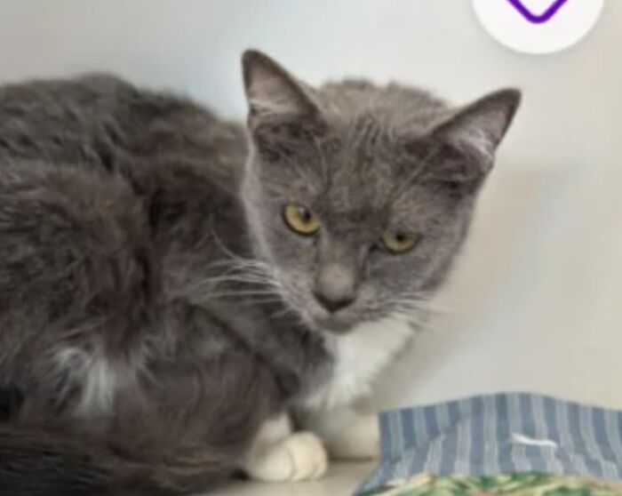 &ldquo;We&rsquo;re Cooked Chat&rdquo;: 85 Completely Unhinged But Also Amusing Pet Names