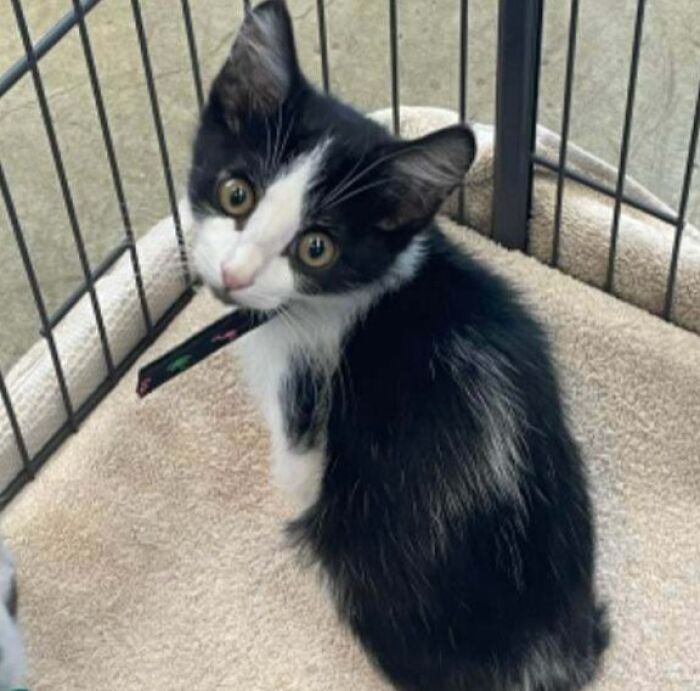 &ldquo;We&rsquo;re Cooked Chat&rdquo;: 85 Completely Unhinged But Also Amusing Pet Names