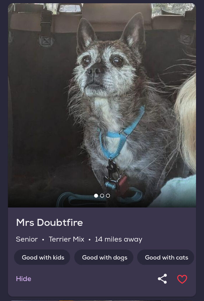 &ldquo;We&rsquo;re Cooked Chat&rdquo;: 85 Completely Unhinged But Also Amusing Pet Names