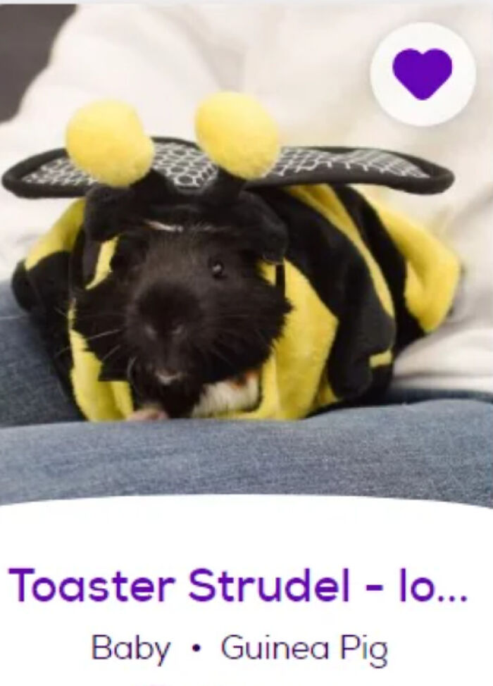 &ldquo;We&rsquo;re Cooked Chat&rdquo;: 85 Completely Unhinged But Also Amusing Pet Names