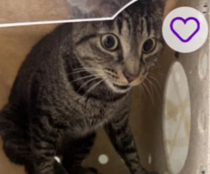 &ldquo;We&rsquo;re Cooked Chat&rdquo;: 85 Completely Unhinged But Also Amusing Pet Names