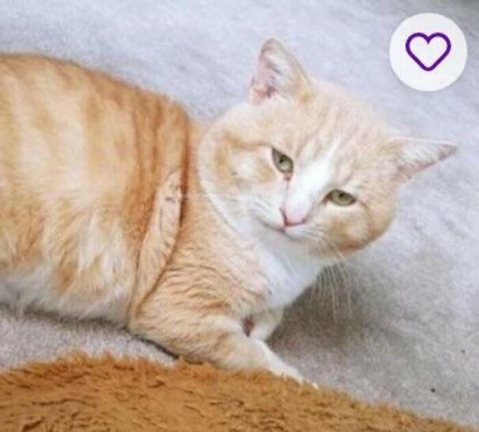 &ldquo;We&rsquo;re Cooked Chat&rdquo;: 85 Completely Unhinged But Also Amusing Pet Names