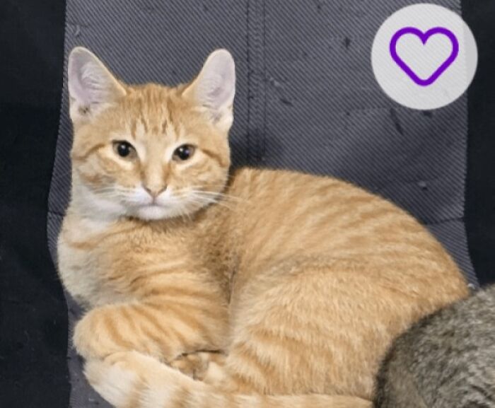 &ldquo;We&rsquo;re Cooked Chat&rdquo;: 85 Completely Unhinged But Also Amusing Pet Names