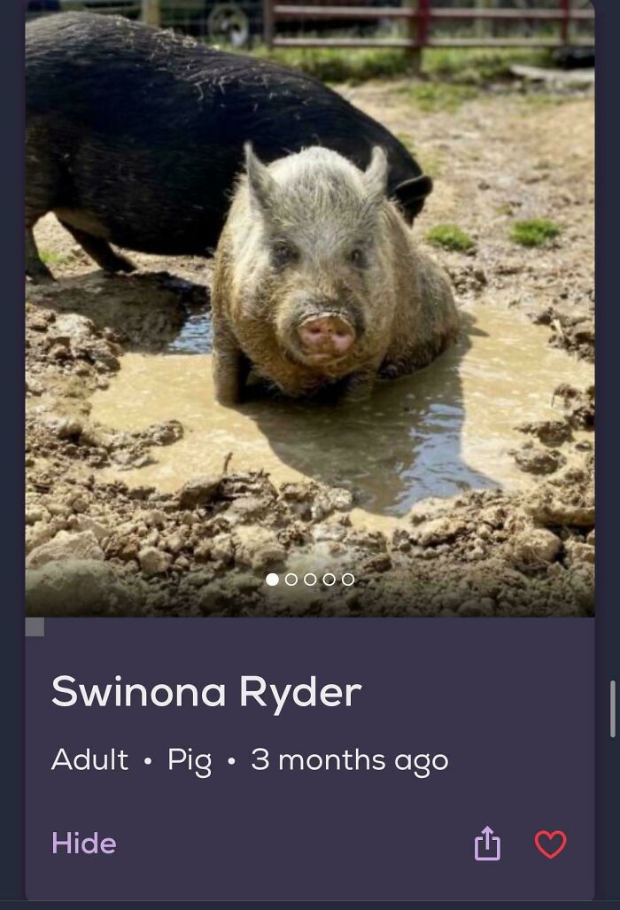 &ldquo;We&rsquo;re Cooked Chat&rdquo;: 85 Completely Unhinged But Also Amusing Pet Names