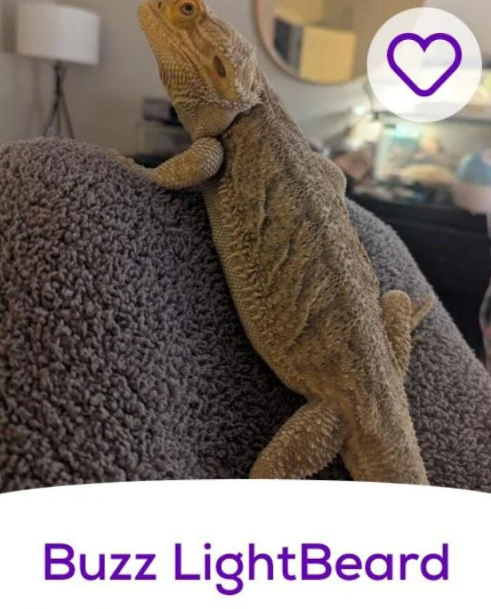 &ldquo;We&rsquo;re Cooked Chat&rdquo;: 85 Completely Unhinged But Also Amusing Pet Names