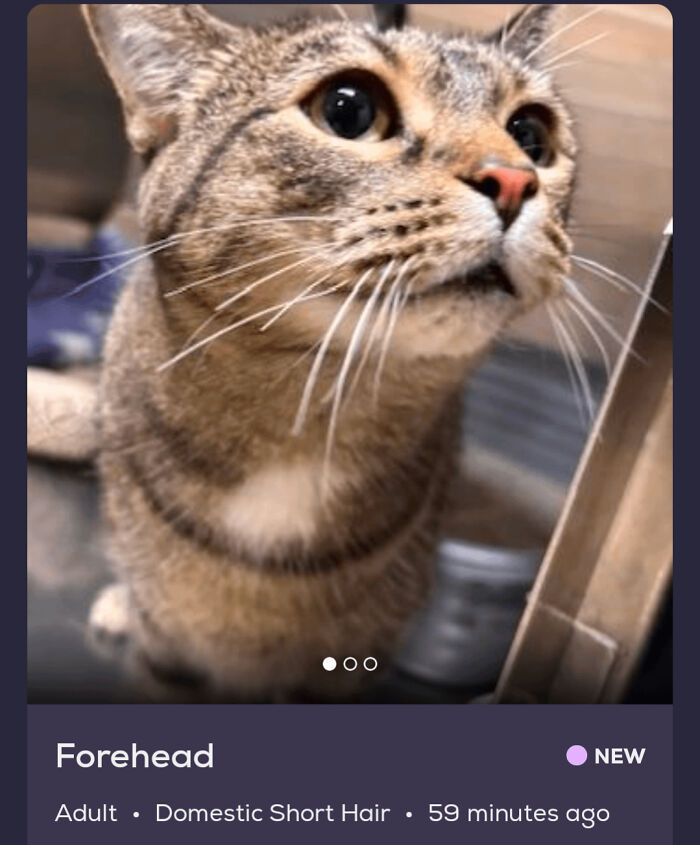 &ldquo;We&rsquo;re Cooked Chat&rdquo;: 85 Completely Unhinged But Also Amusing Pet Names