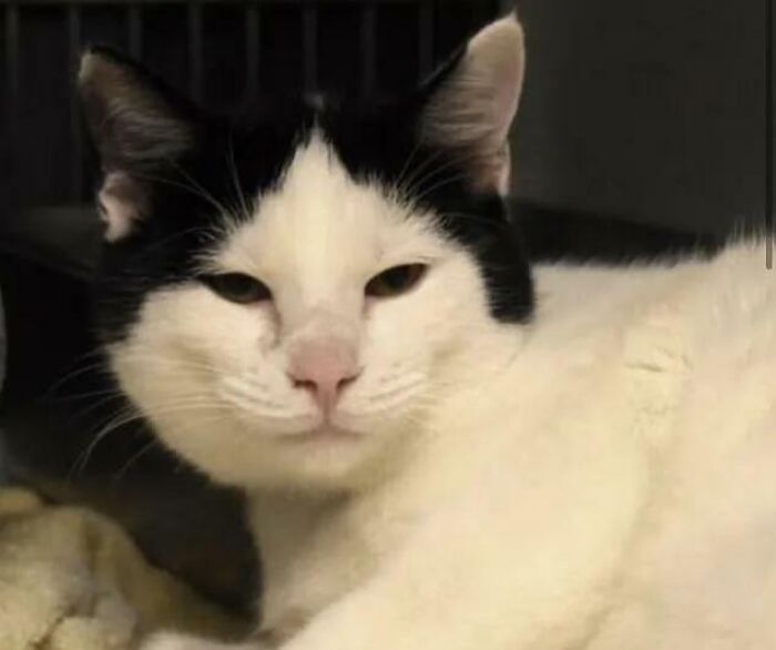 &ldquo;We&rsquo;re Cooked Chat&rdquo;: 85 Completely Unhinged But Also Amusing Pet Names