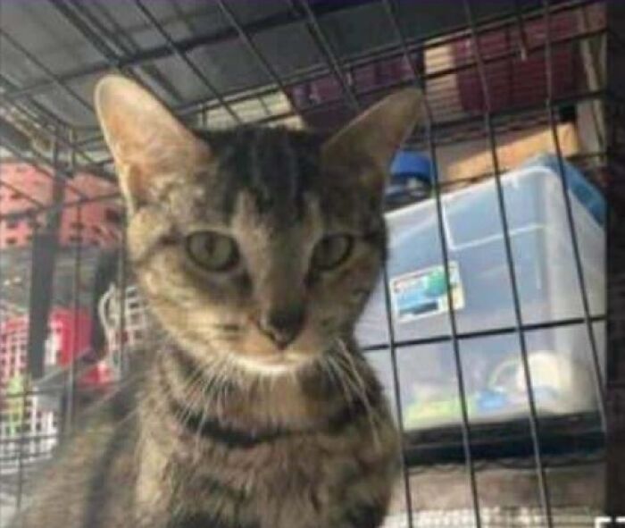 &ldquo;We&rsquo;re Cooked Chat&rdquo;: 85 Completely Unhinged But Also Amusing Pet Names