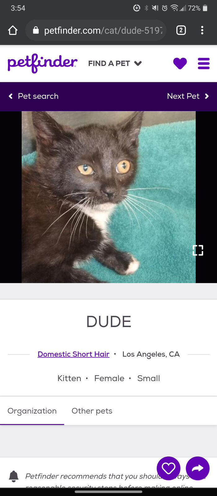 &ldquo;We&rsquo;re Cooked Chat&rdquo;: 85 Completely Unhinged But Also Amusing Pet Names