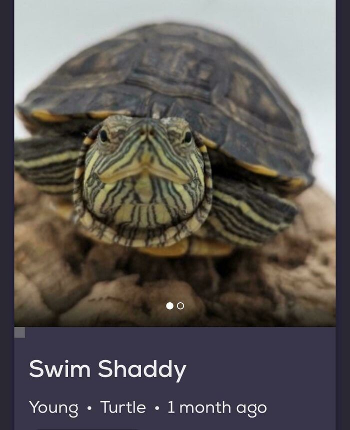 &ldquo;We&rsquo;re Cooked Chat&rdquo;: 85 Completely Unhinged But Also Amusing Pet Names