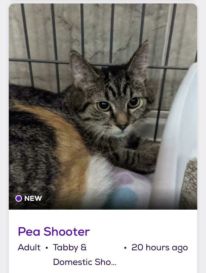 &ldquo;We&rsquo;re Cooked Chat&rdquo;: 85 Completely Unhinged But Also Amusing Pet Names