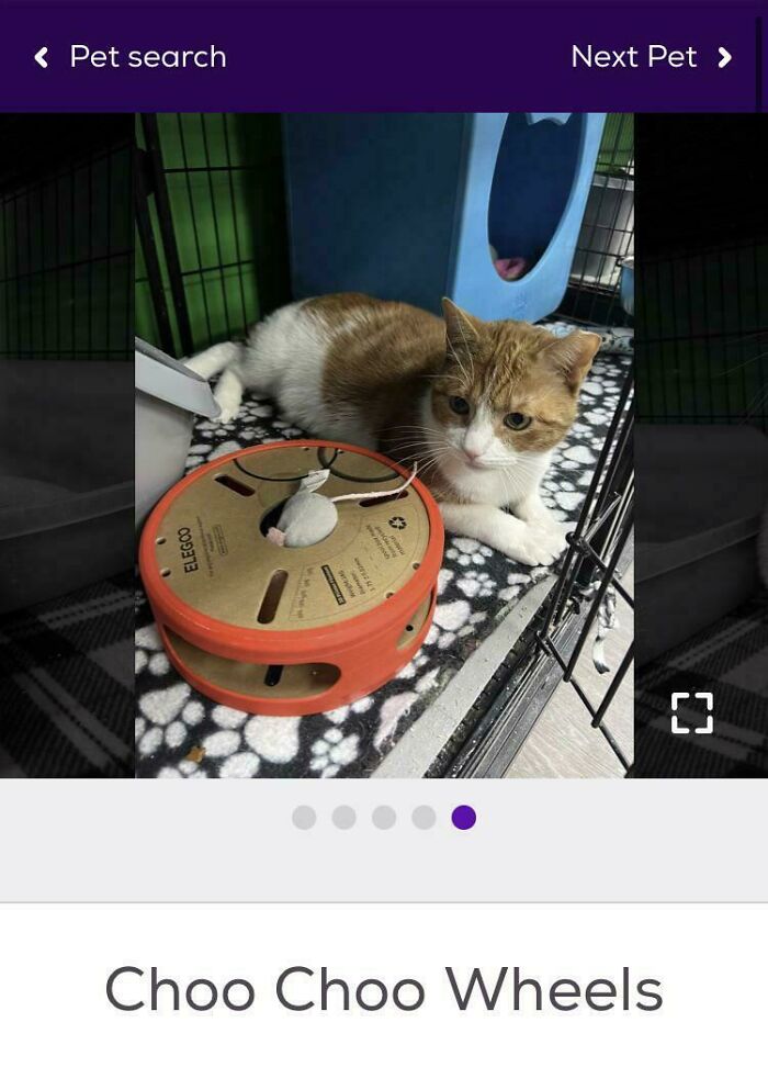 &ldquo;We&rsquo;re Cooked Chat&rdquo;: 85 Completely Unhinged But Also Amusing Pet Names