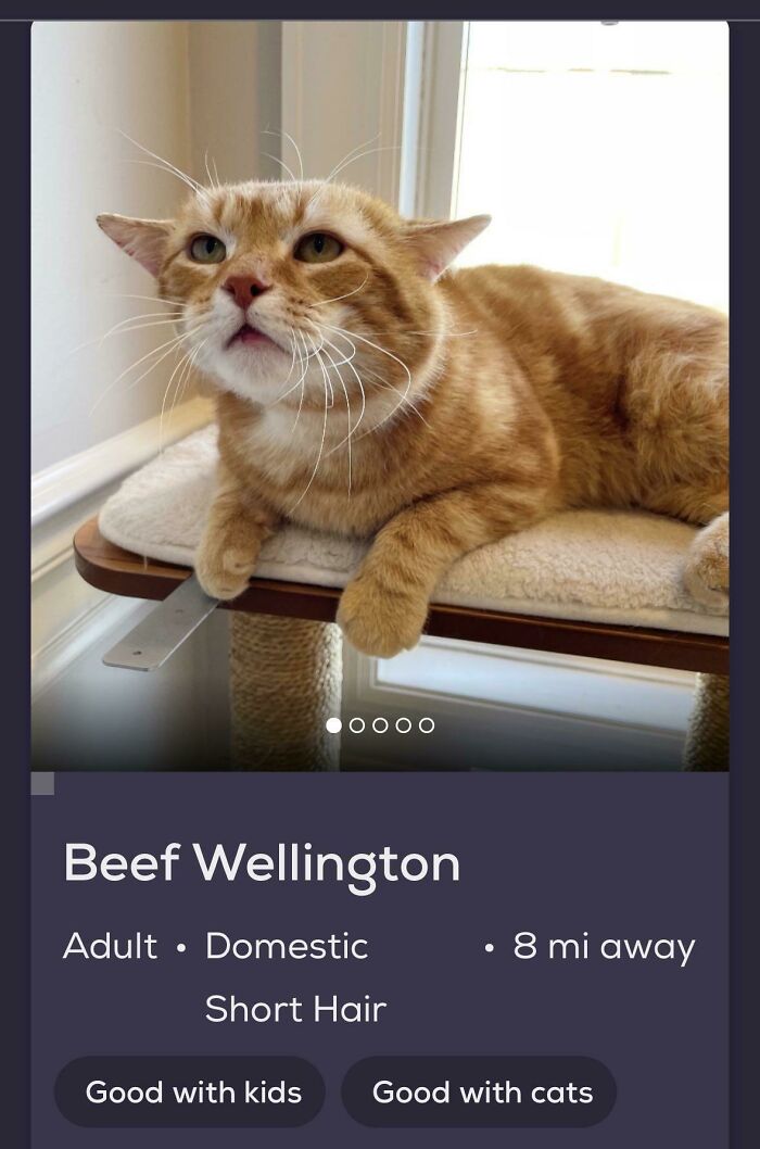 &ldquo;We&rsquo;re Cooked Chat&rdquo;: 85 Completely Unhinged But Also Amusing Pet Names