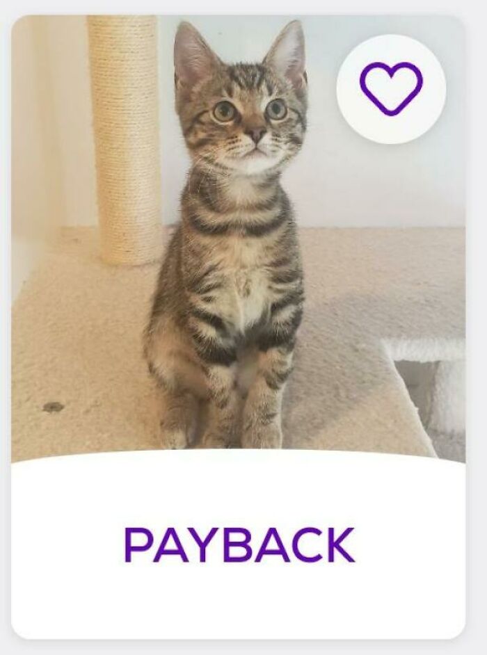 &ldquo;We&rsquo;re Cooked Chat&rdquo;: 85 Completely Unhinged But Also Amusing Pet Names