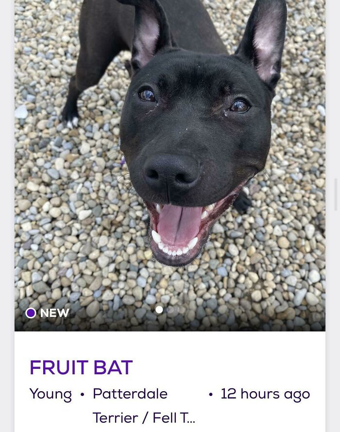 &ldquo;We&rsquo;re Cooked Chat&rdquo;: 85 Completely Unhinged But Also Amusing Pet Names