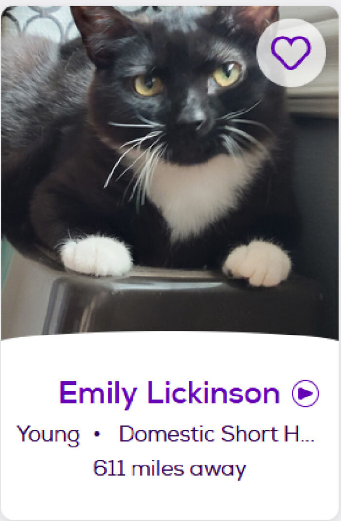 &ldquo;We&rsquo;re Cooked Chat&rdquo;: 85 Completely Unhinged But Also Amusing Pet Names