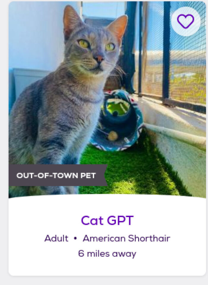 &ldquo;We&rsquo;re Cooked Chat&rdquo;: 85 Completely Unhinged But Also Amusing Pet Names