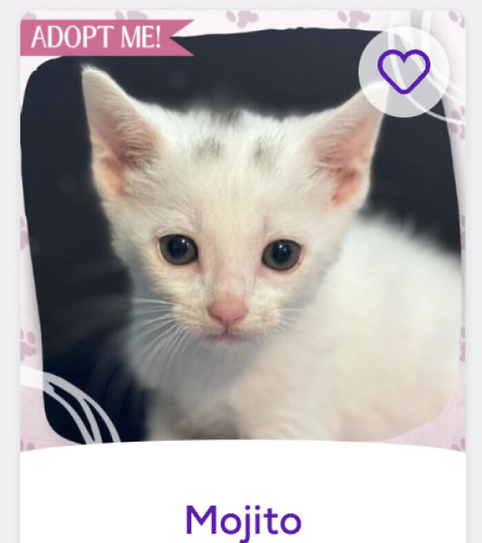 &ldquo;We&rsquo;re Cooked Chat&rdquo;: 85 Completely Unhinged But Also Amusing Pet Names