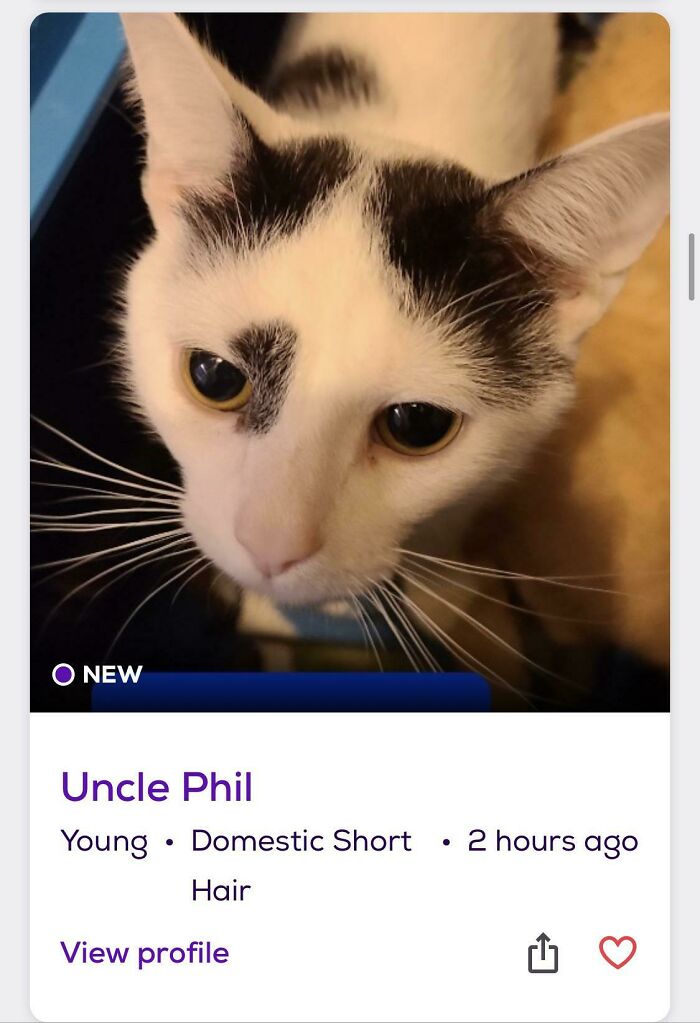 &ldquo;We&rsquo;re Cooked Chat&rdquo;: 85 Completely Unhinged But Also Amusing Pet Names