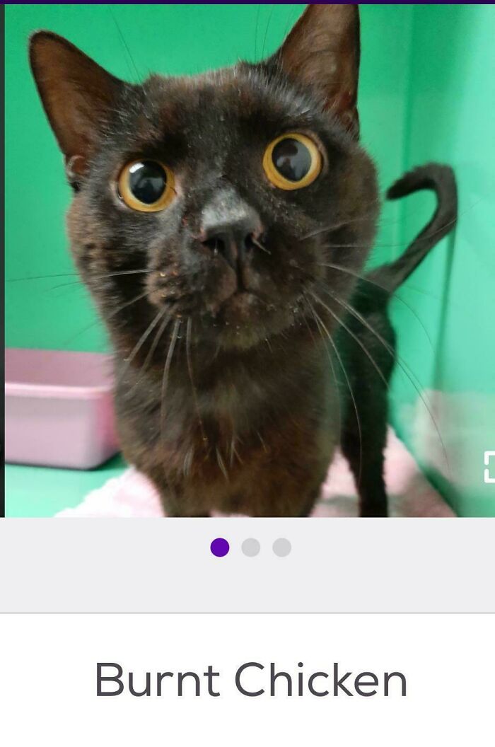 &ldquo;We&rsquo;re Cooked Chat&rdquo;: 85 Completely Unhinged But Also Amusing Pet Names