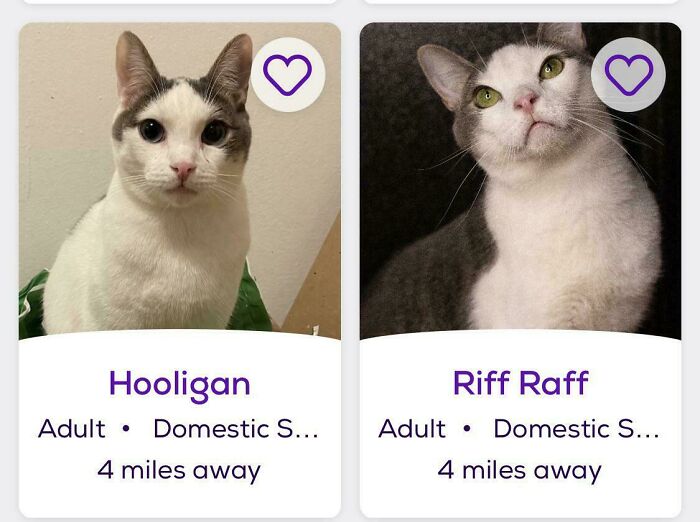 &ldquo;We&rsquo;re Cooked Chat&rdquo;: 85 Completely Unhinged But Also Amusing Pet Names