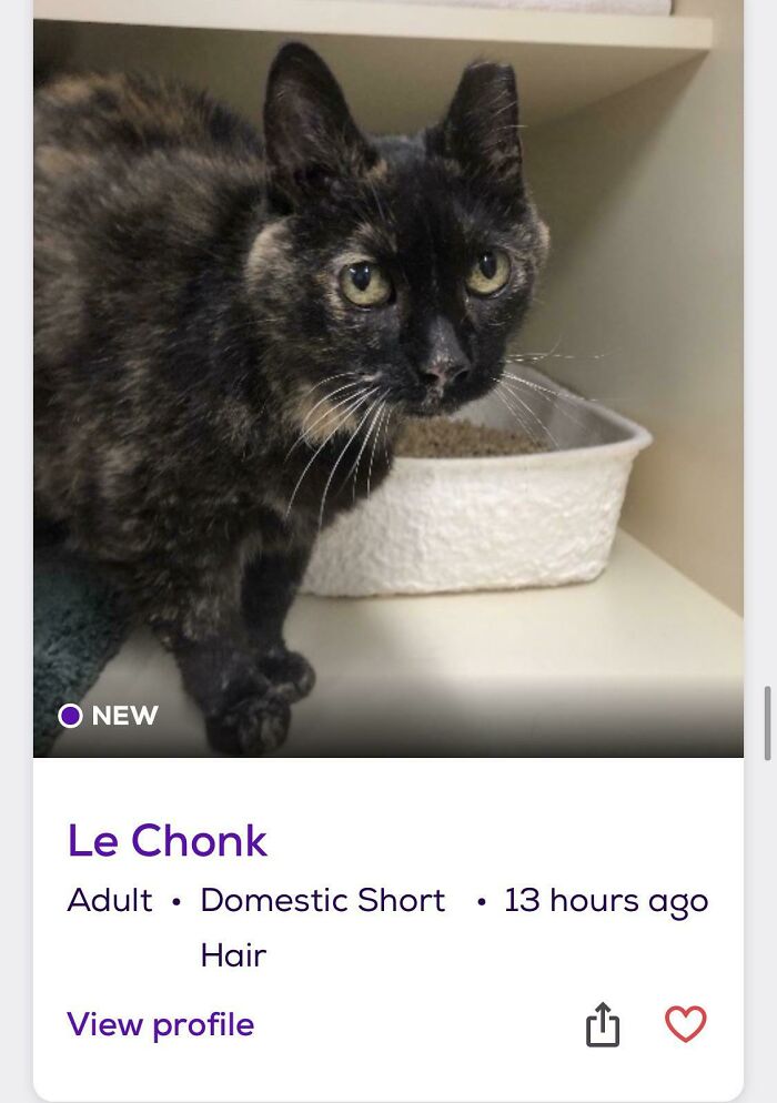 &ldquo;We&rsquo;re Cooked Chat&rdquo;: 85 Completely Unhinged But Also Amusing Pet Names