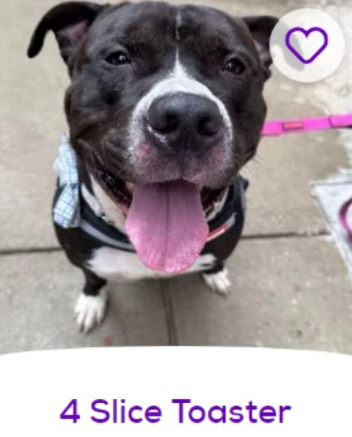 &ldquo;We&rsquo;re Cooked Chat&rdquo;: 85 Completely Unhinged But Also Amusing Pet Names