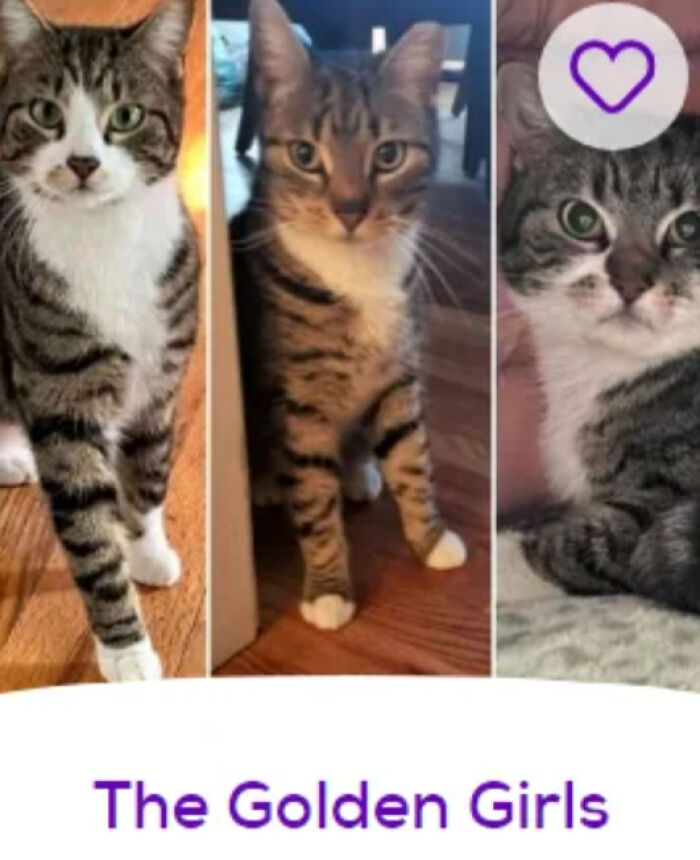 &ldquo;We&rsquo;re Cooked Chat&rdquo;: 85 Completely Unhinged But Also Amusing Pet Names