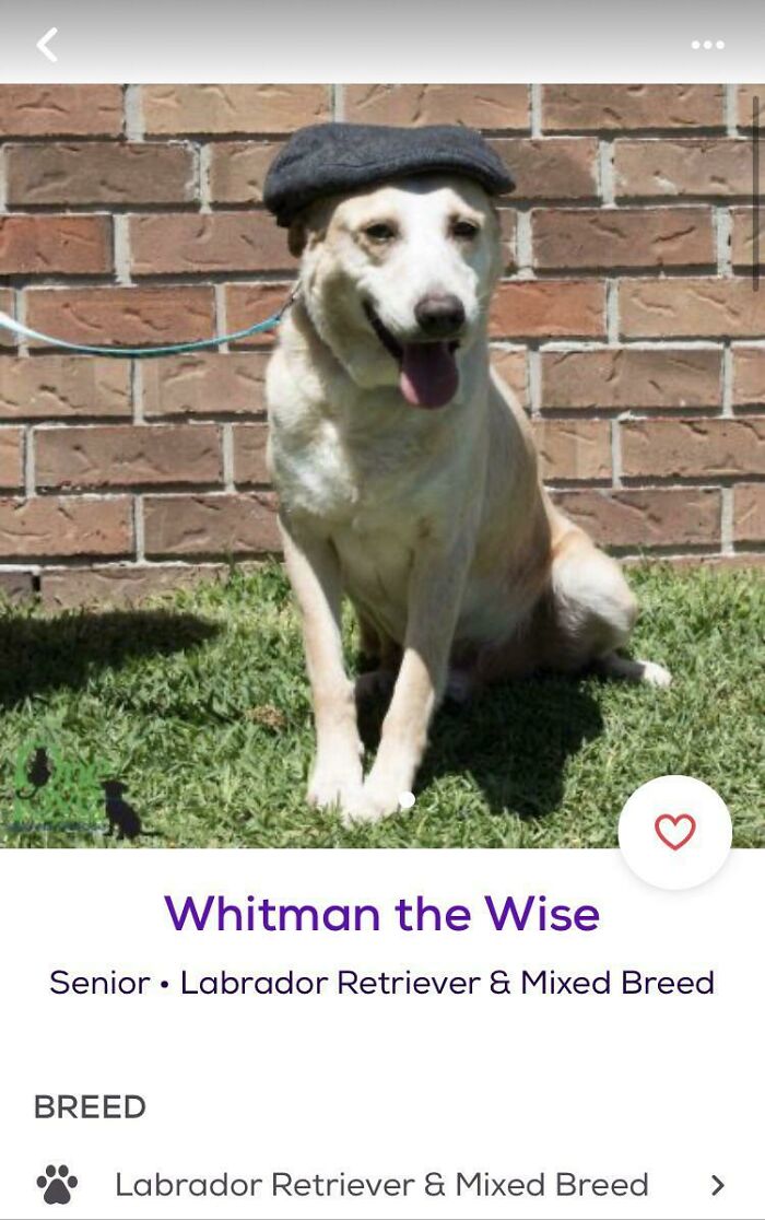 &ldquo;We&rsquo;re Cooked Chat&rdquo;: 85 Completely Unhinged But Also Amusing Pet Names