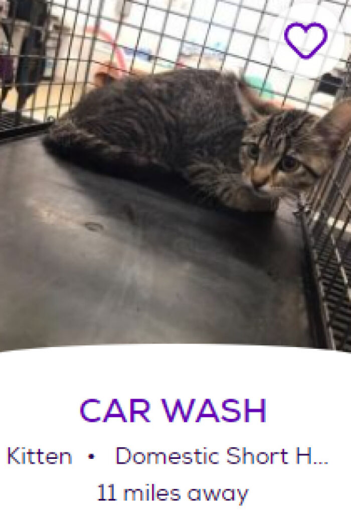 &ldquo;We&rsquo;re Cooked Chat&rdquo;: 85 Completely Unhinged But Also Amusing Pet Names