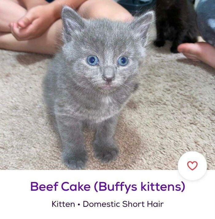 &ldquo;We&rsquo;re Cooked Chat&rdquo;: 85 Completely Unhinged But Also Amusing Pet Names