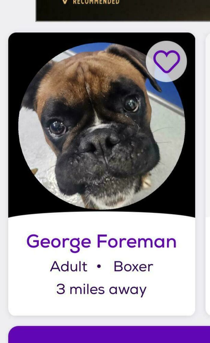 &ldquo;We&rsquo;re Cooked Chat&rdquo;: 85 Completely Unhinged But Also Amusing Pet Names