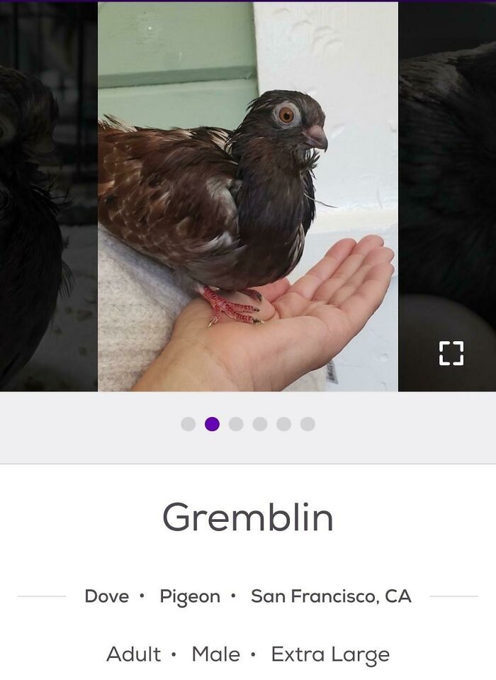 &ldquo;We&rsquo;re Cooked Chat&rdquo;: 85 Completely Unhinged But Also Amusing Pet Names